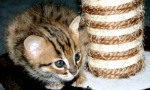 Rusty cat: šarmantan mali predator
